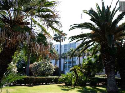 ...all�ombra di alte palme e rigogliose cycas